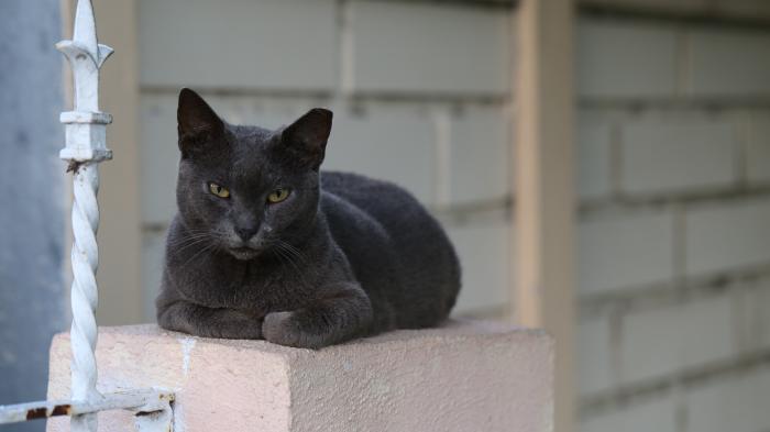 This cat owns their self and their sacred space. I am just a visitor. (Photograph taken with permission)