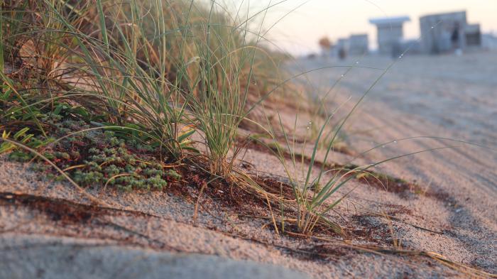 dewy dune grass blade &mdash;<br>
what’s its reason for living?<br>
it&rsquo;s such a large world