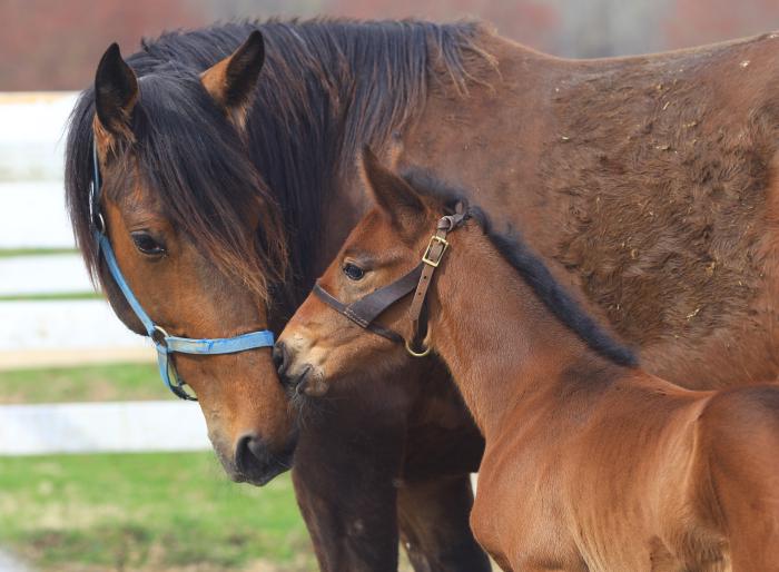 A mare and her foal don&rsquo;t experience latency when they touch muzzles. [photo credit: Steve Hogan]