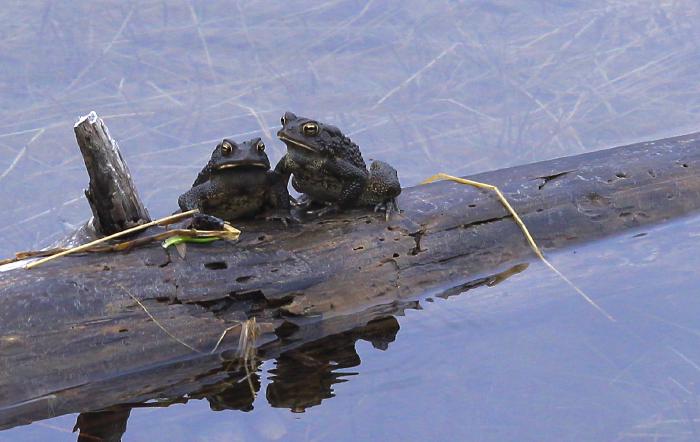 &ldquo;Toads in Love&rdquo;<br>
Two toads get close together on an old log in a marsh<br>
[photo credit: Steve Hogan]