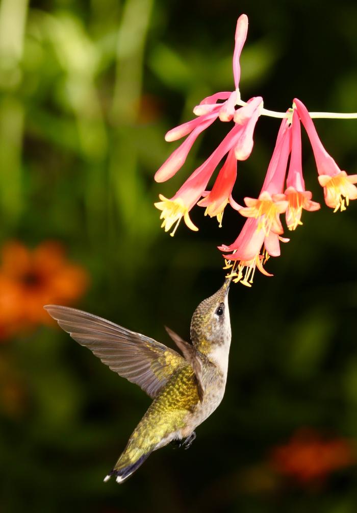 A humming bird can flap its wings once in 19 milliseconds.<br>
Light can travel 3,509 miles in that timespan.<br>
[photo credit: Steve Hogan]